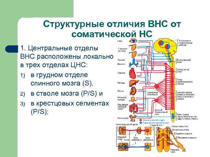 Структурные отличия ВНС от соматической НС 1. Центральные отделы ВНС расположены локально в трех