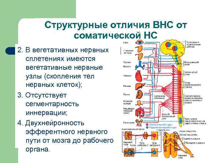 Структурные отличия ВНС от соматической НС 2. В вегетативных нервных сплетениях имеются вегетативные нервные