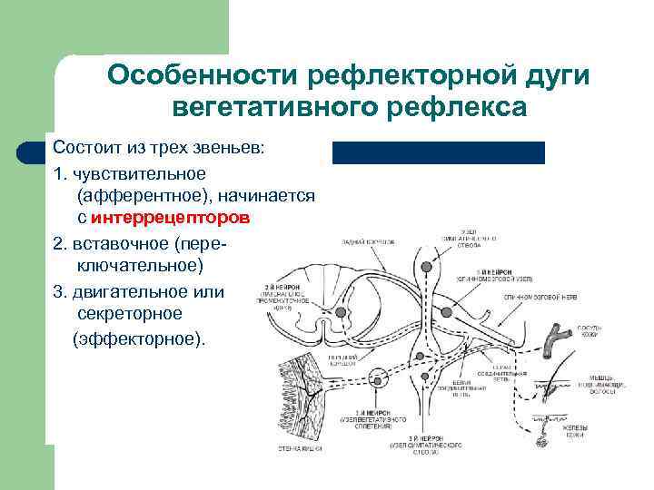 Особенности рефлекторной дуги вегетативного рефлекса Состоит из трех звеньев: 1. чувствительное (афферентное), начинается с