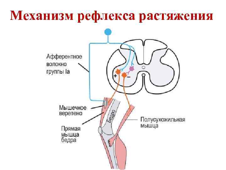 Механизм рефлекса растяжения 