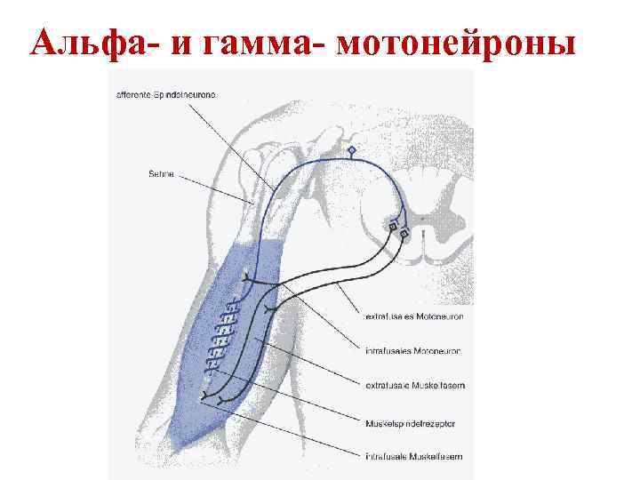 Альфа- и гамма- мотонейроны 