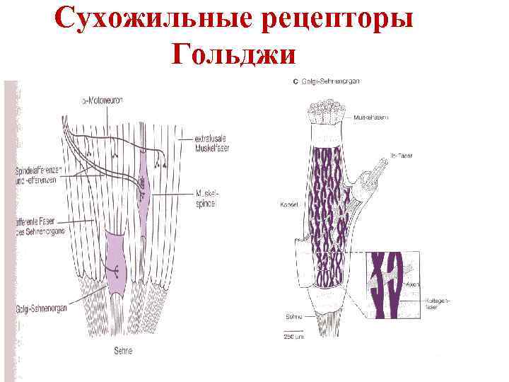 Сухожильные рецепторы Гольджи 
