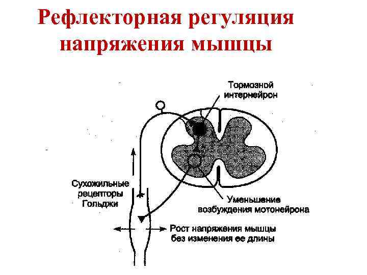 Рефлекторная регуляция напряжения мышцы 