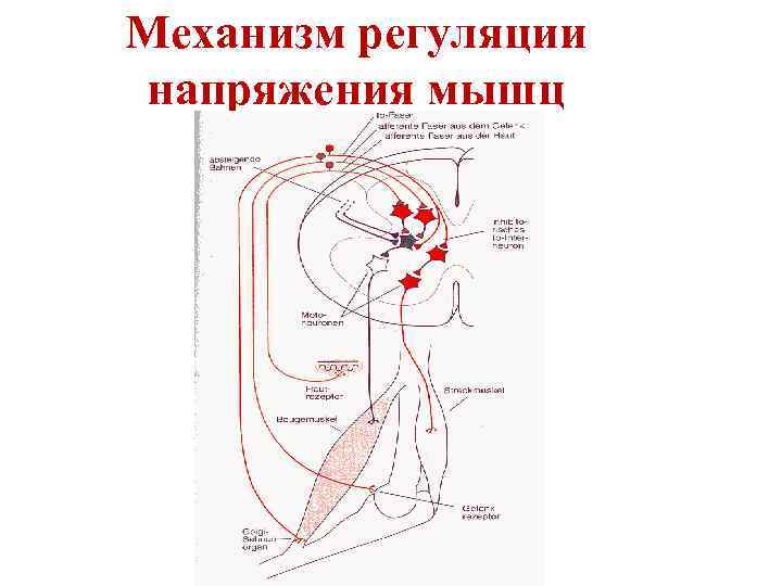 Механизм регуляции напряжения мышц 