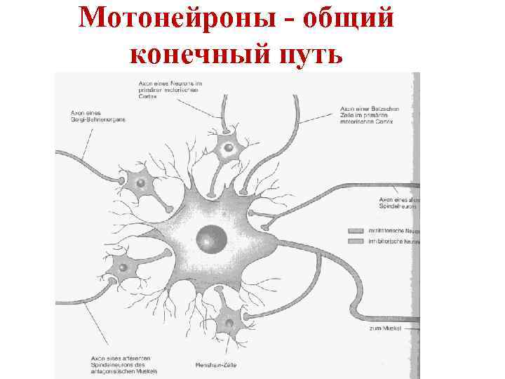 Мотонейроны - общий конечный путь 