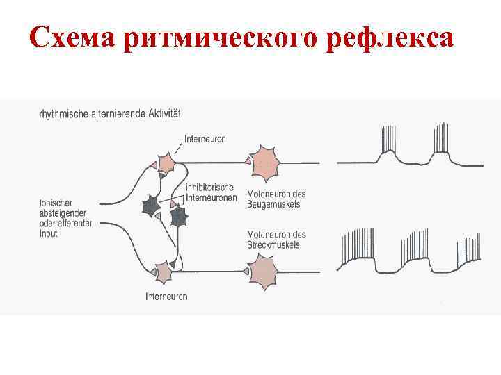 Схема ритмического рефлекса 