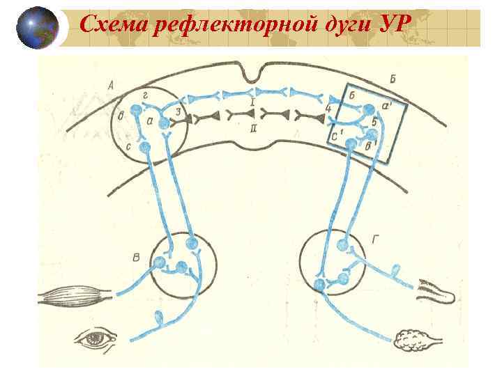 Схема рефлекторной дуги УР 