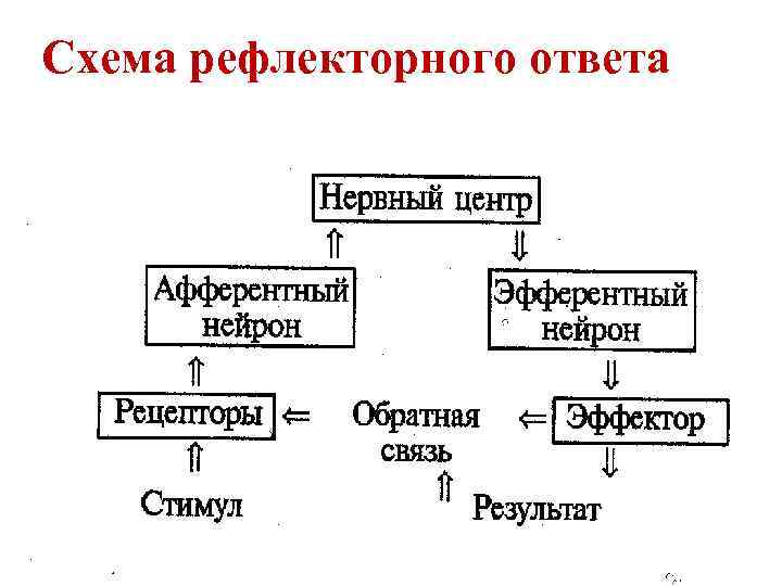 Схема рефлекторного ответа 