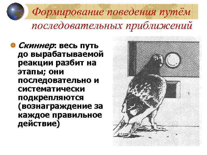 Формирование поведения путём последовательных приближений Скиннер: весь путь до вырабатываемой реакции разбит на этапы;