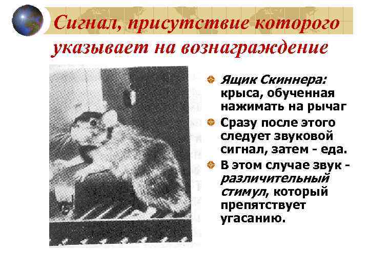 Сигнал, присутствие которого указывает на вознаграждение Ящик Скиннера: крыса, обученная нажимать на рычаг Сразу