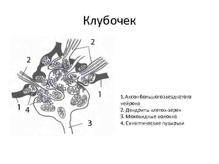 Схема строения клубочка зернистого слоя коры мозжечка