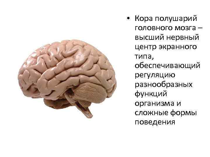 Появление коры мозга