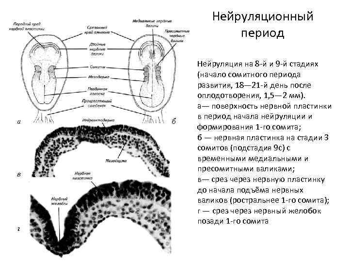 Нейруляционный период Нейруляция на 8 -й и 9 -й стадиях (начало сомитного периода развития,