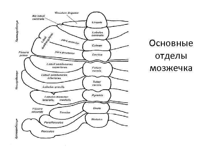 Основные отделы мозжечка 