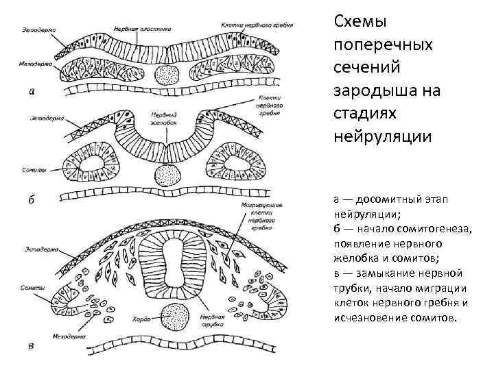 Схемы поперечных сечений зародыша на стадиях нейруляции а — досомитный этап нейруляции; б —