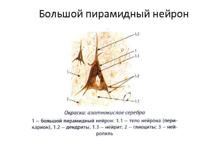 Большой пирамидный нейрон 