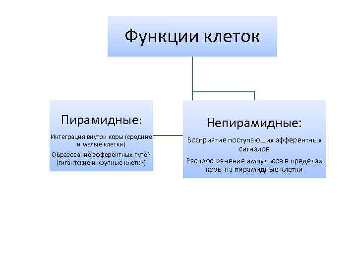 Функции клеток Пирамидные: Непирамидные: Интеграция внутри коры (средние и малые клетки) Образование эфферентных путей