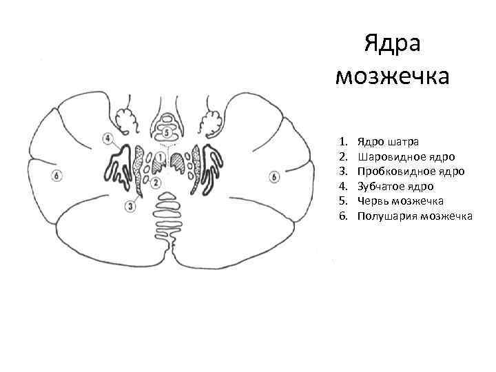 Строение мозжечка рисунок с подписями