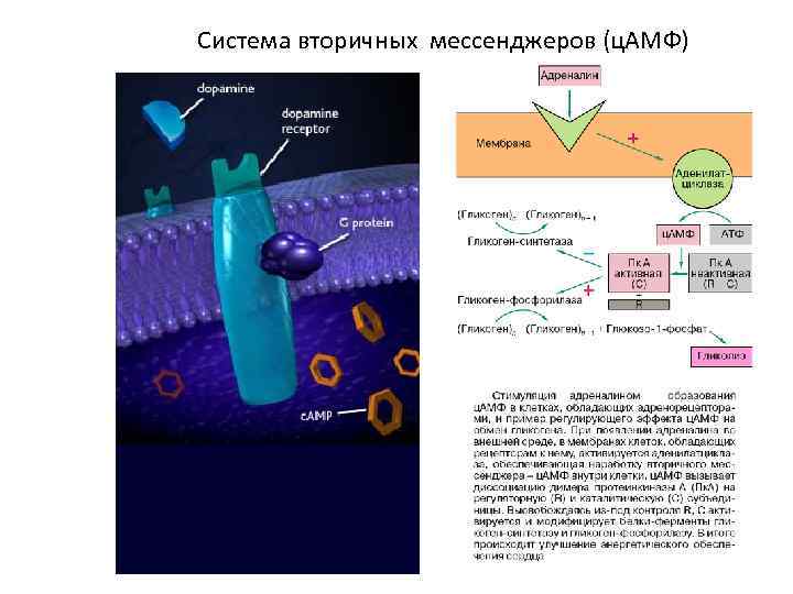 Система вторичных мессенджеров (ц. АМФ) 