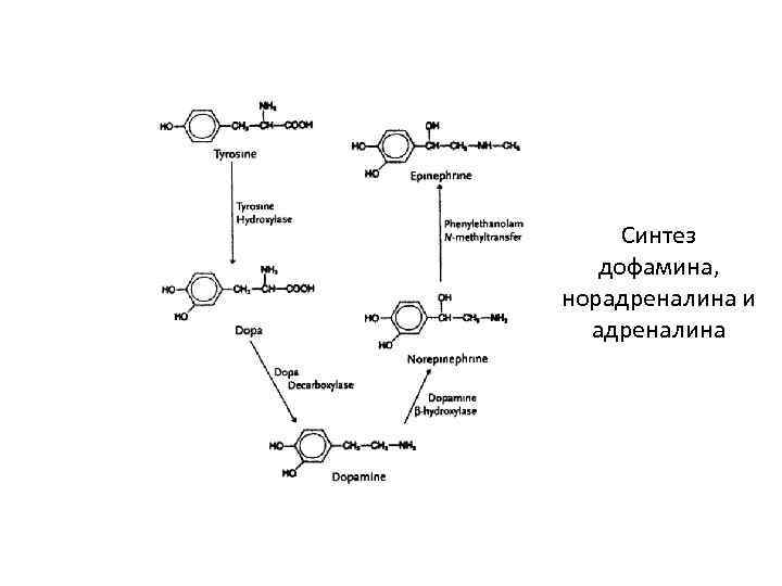 Схема синтеза дофамина