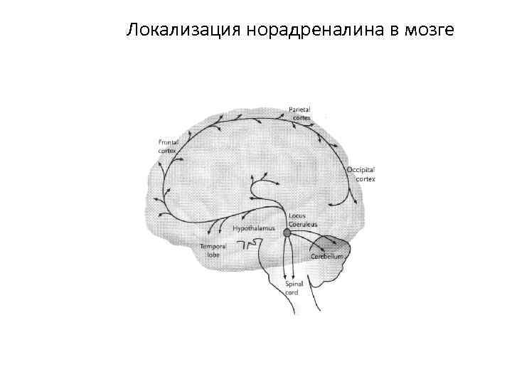 Локализация норадреналина в мозге 