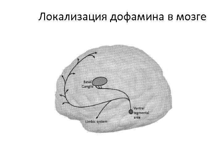 Локализация дофамина в мозге 