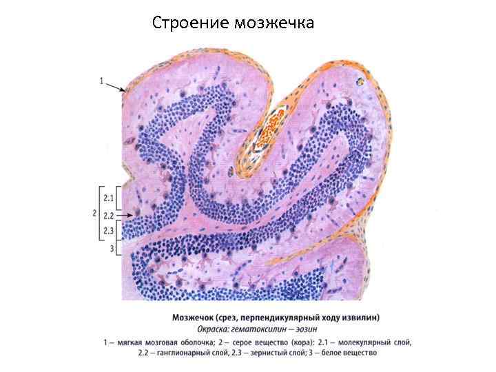 Строение мозжечка 