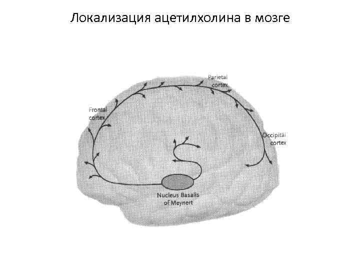 Локализация ацетилхолина в мозге 