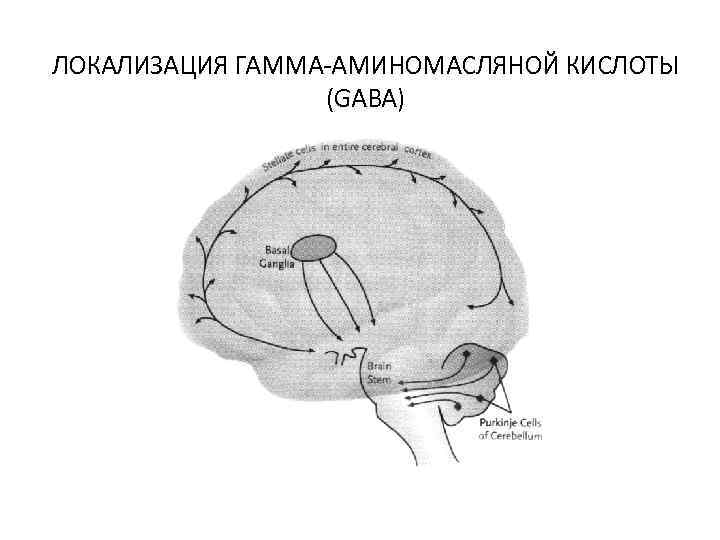 ЛОКАЛИЗАЦИЯ ГАММА-АМИНОМАСЛЯНОЙ КИСЛОТЫ (GABA) 