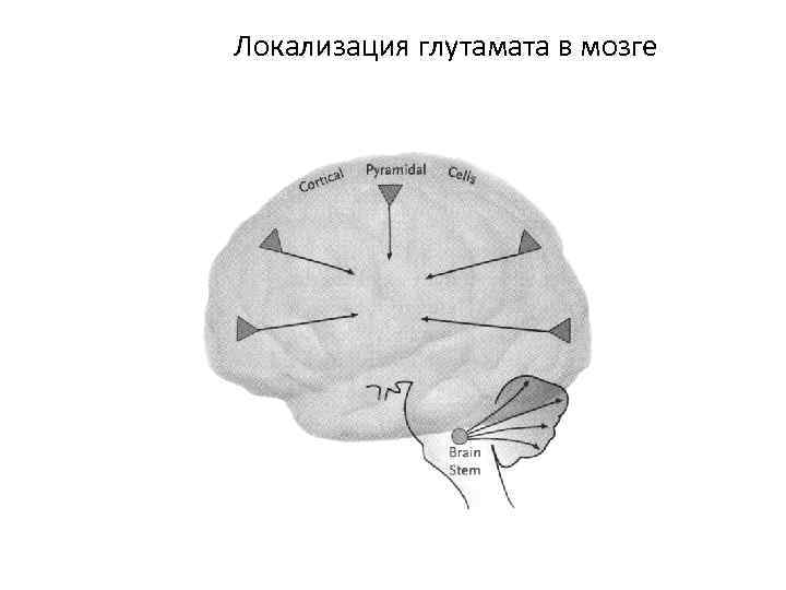 Локализация глутамата в мозге 