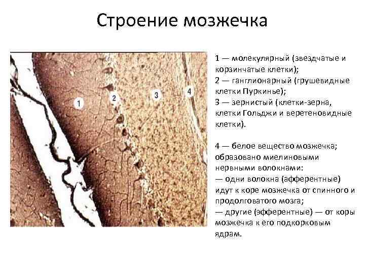 Кора мозжечка рисунок гистология