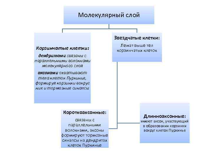 Молекулярный слой Звездчатые клетки: Корзинчатые клетки: дендритами связаны с параллельными волокнами молекулярного слоя аксонами