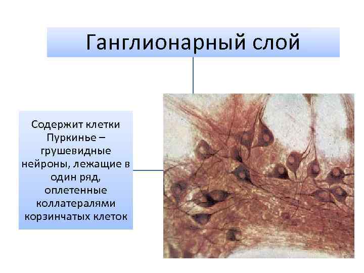 Ганглионарный слой Содержит клетки Пуркинье – грушевидные нейроны, лежащие в один ряд, оплетенные коллатералями