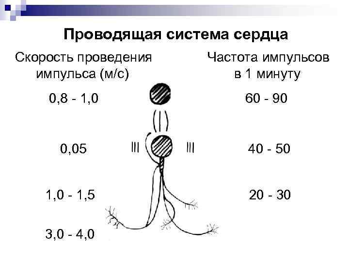 Узел скорость. Скорость проведения возбуждения в проводящей системе сердца. Частота генерации импульсов в проводящей системе. Проводящая система сердца частота импульсов. Скорость проведения импульса по проводящей системе сердца.