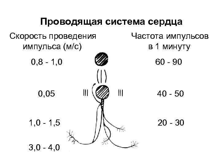 Проводящая система сердца Скорость проведения импульса (м/с) Частота импульсов в 1 минуту 0, 8