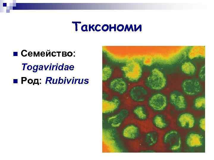 Таксономи Семейство: Togaviridae n Род: Rubivirus n 