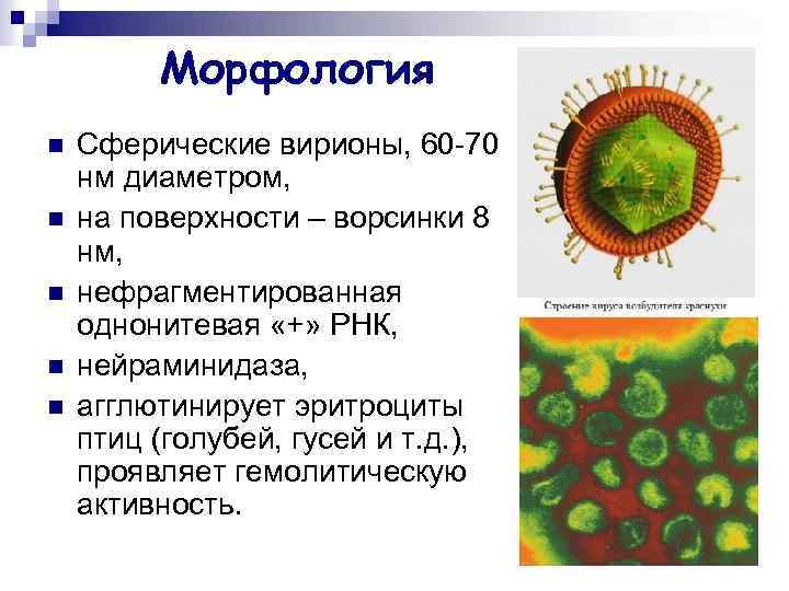 Морфология n n n Сферические вирионы, 60 -70 нм диаметром, на поверхности – ворсинки