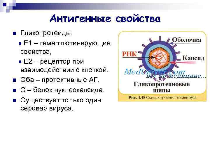 Антигенные свойства Гликопротеиды: Е 1 – гемагглютинирующие свойства, Е 2 – рецептор при взаимодействии