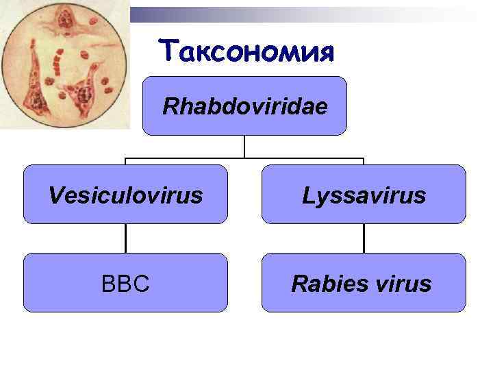 Таксономия Rhabdoviridae Vesiculovirus Lyssavirus ВВС Rabies virus 