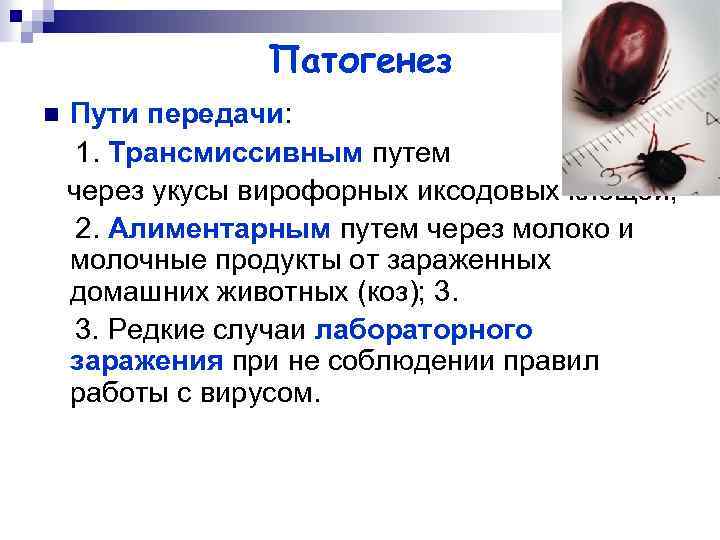 Патогенез n Пути передачи: 1. Трансмиссивным путем через укусы вирофорных иксодовых клещей; 2. Алиментарным