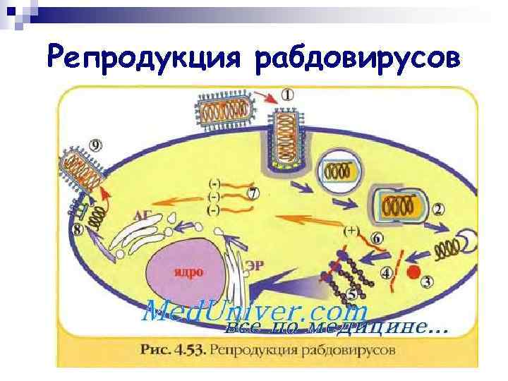 Репродукция рабдовирусов 