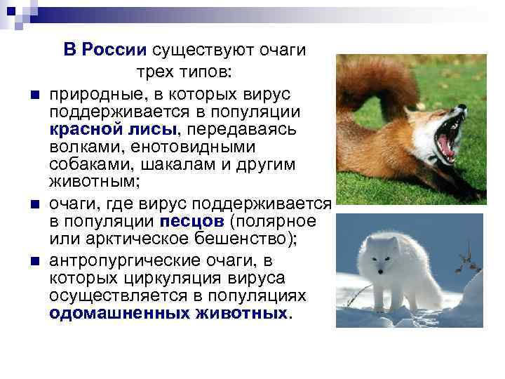 n n n В России существуют очаги трех типов: природные, в которых вирус поддерживается