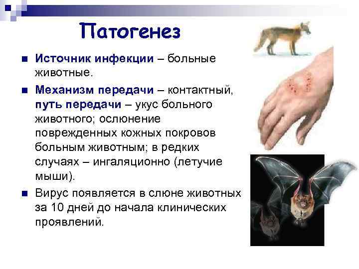 Патогенез n n n Источник инфекции – больные животные. Механизм передачи – контактный, путь