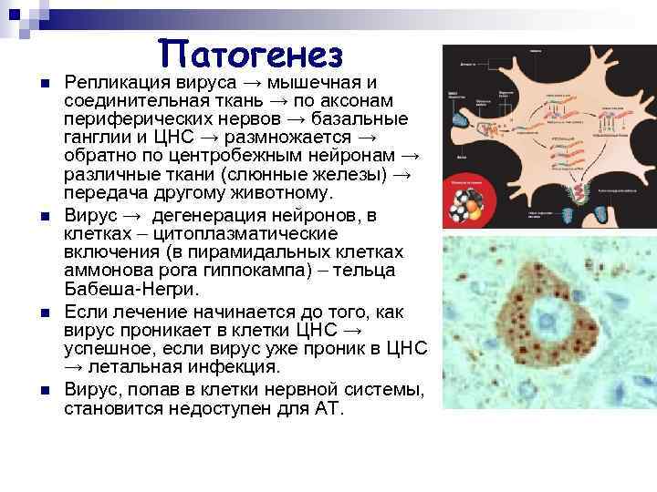 n n Патогенез Репликация вируса → мышечная и соединительная ткань → по аксонам периферических