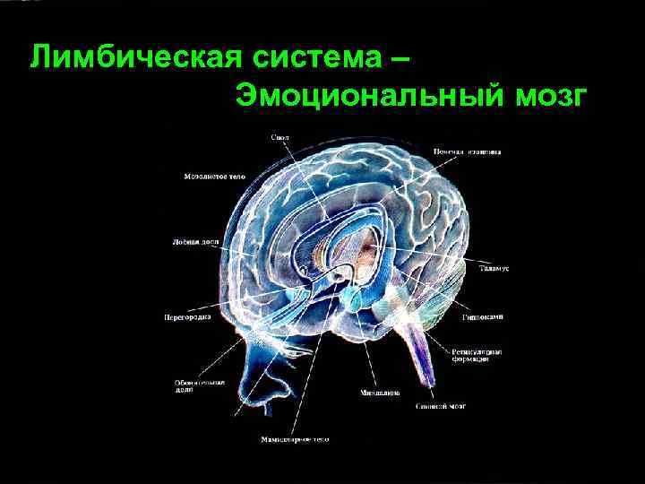 Лимбическая система – Эмоциональный мозг 