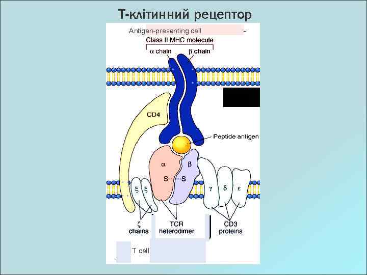 Т-клітинний рецептор Antigen-presenting cell T cell 