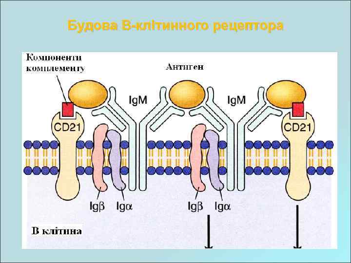 Будова В-клітинного рецептора 