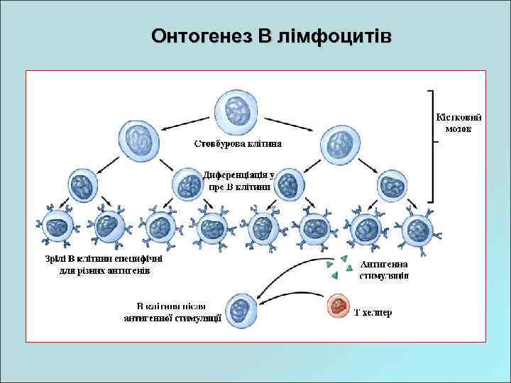 Онтогенез В лімфоцитів 