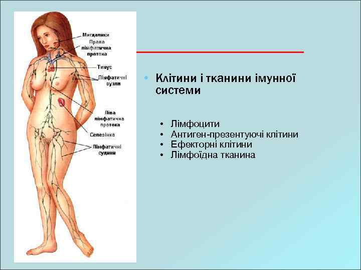  • Клітини і тканини імунної системи • • Лімфоцити Антиген-презентуючі клітини Ефекторні клітини