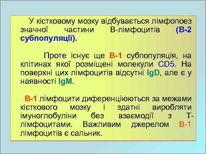 У кістковому мозку відбувається лімфопоез значної частини В-лімфоцитів (В-2 субпопуляції). Проте існує ще В-1